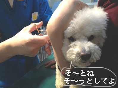IMG_2841.gif