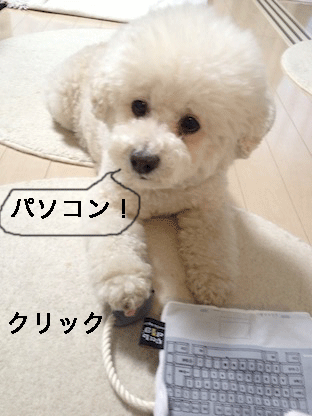 IMG_2911.gif