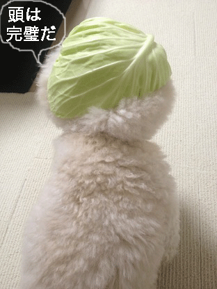 IMG_3042.gif