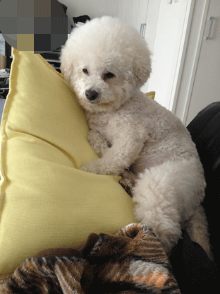 IMG_3089.gif