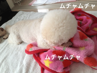 IMG_4114.gif