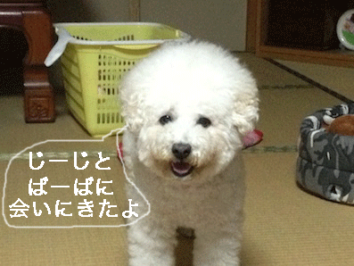 IMG_4126.gif