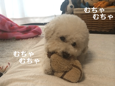 IMG_6342.gif