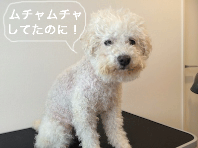 IMG_6363.gif