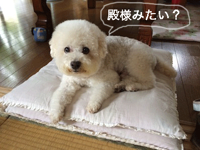 IMG_6381.gif