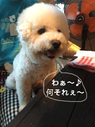 IMG_6383.gif