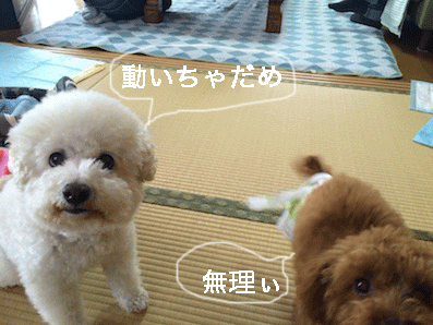 IMG_6948.gif
