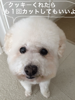 IMG_7089.gif