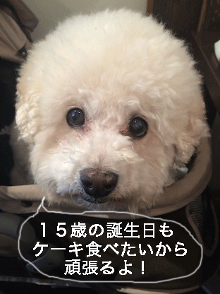 IMG_7133.gif