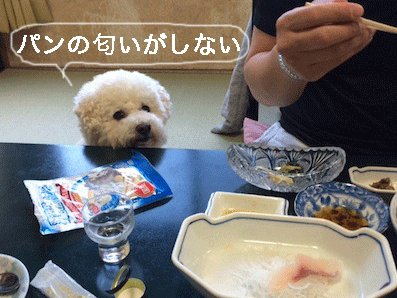 IMG_7721.gif