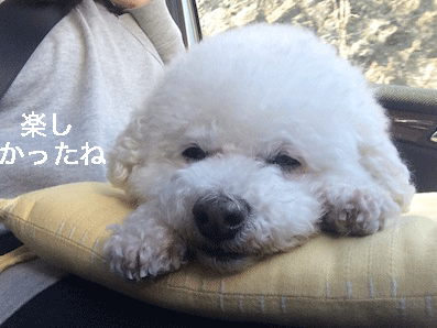 IMG_9135.gif